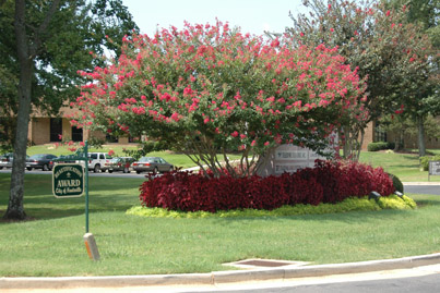 crepe myrtle beautification award